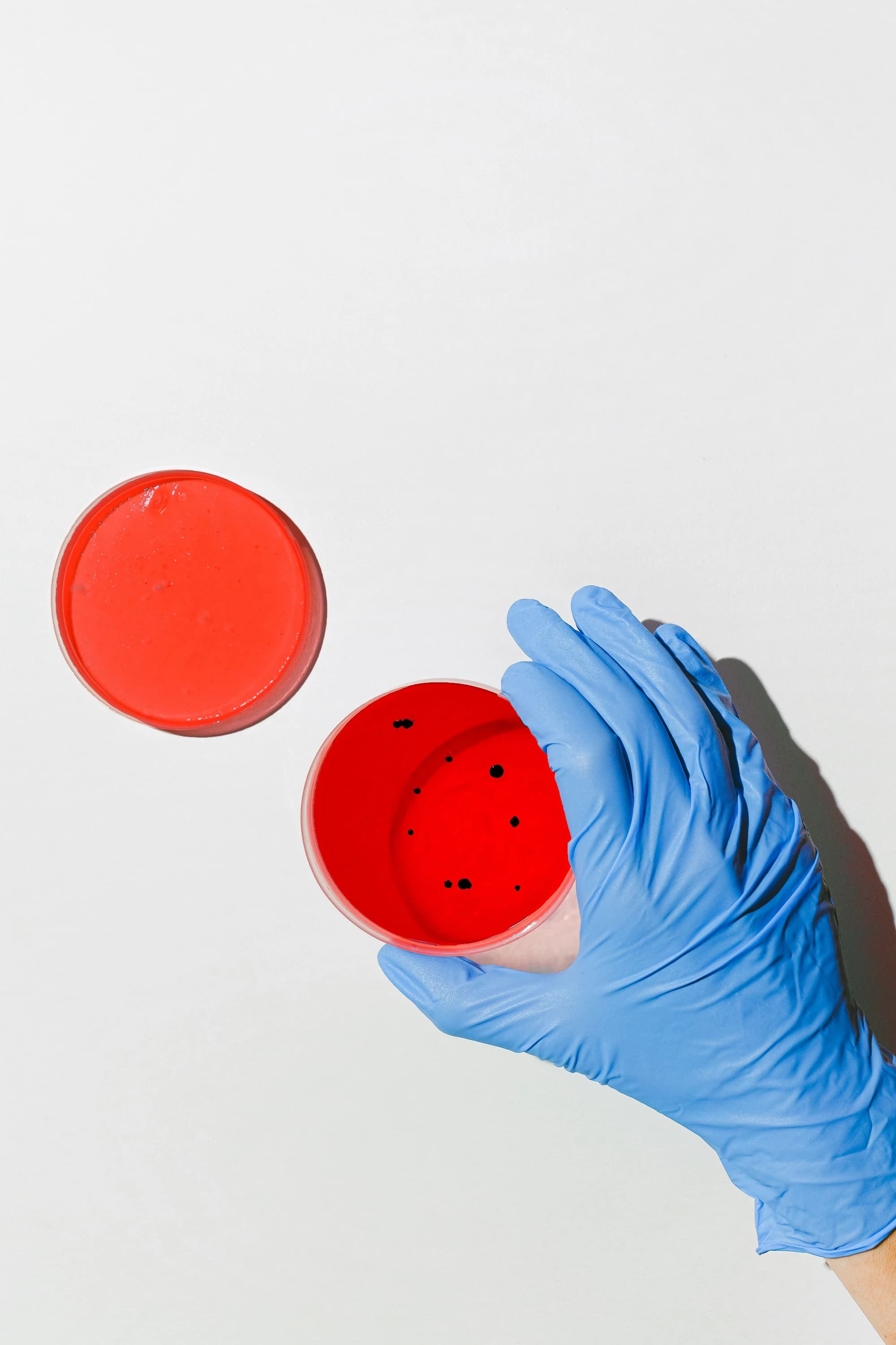 Gloved hand holding a Petri dish containing red agar